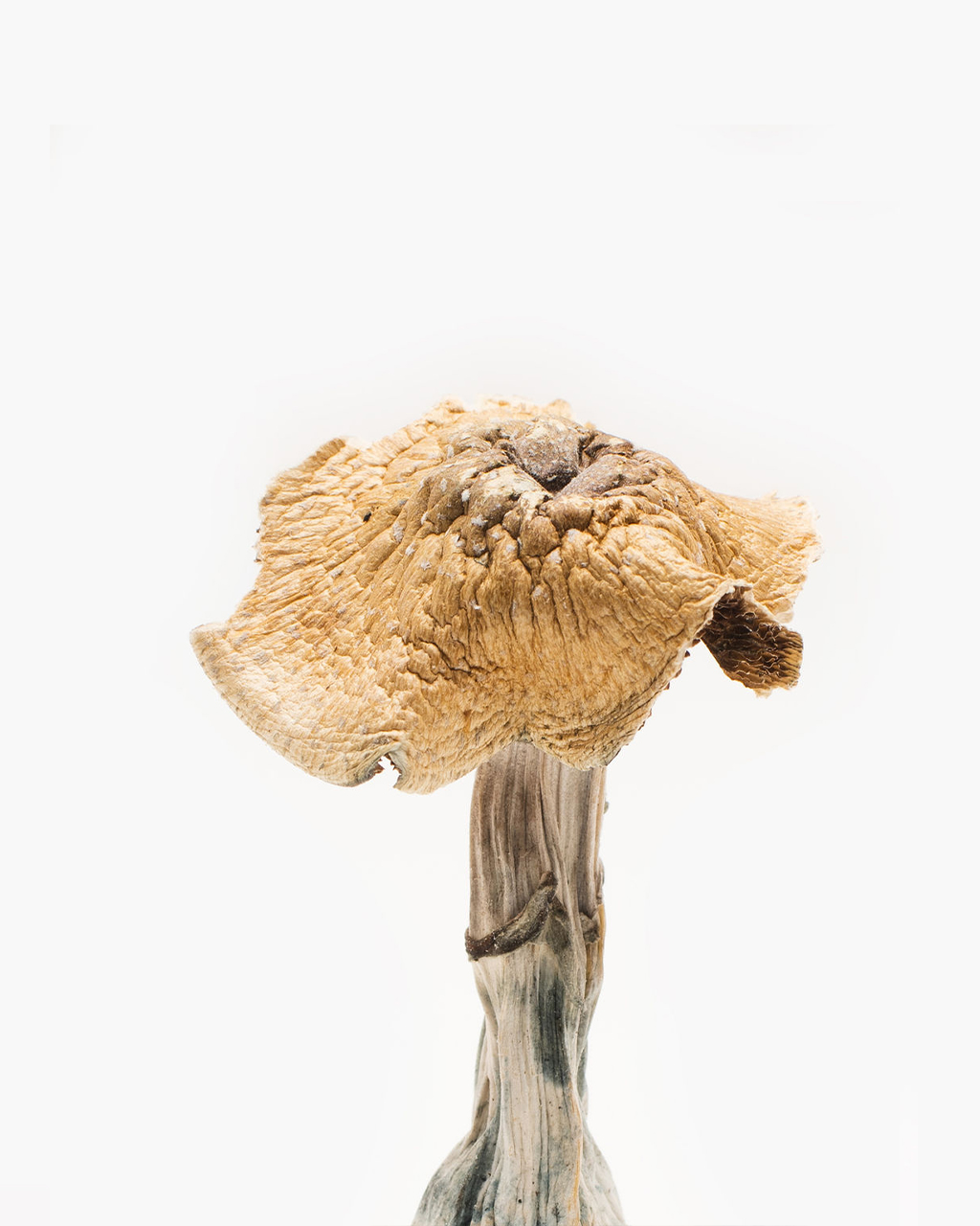 Burmese-Mushroom.jpg