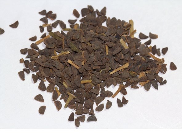 Peganum-harmala-seeds-Syrian-rue.jpeg