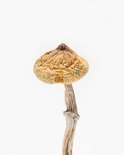Super-Thai-Mushroom-Strain.jpg