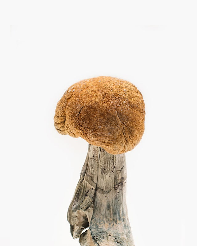 Vietnamese-Mushroom-Strain.jpg