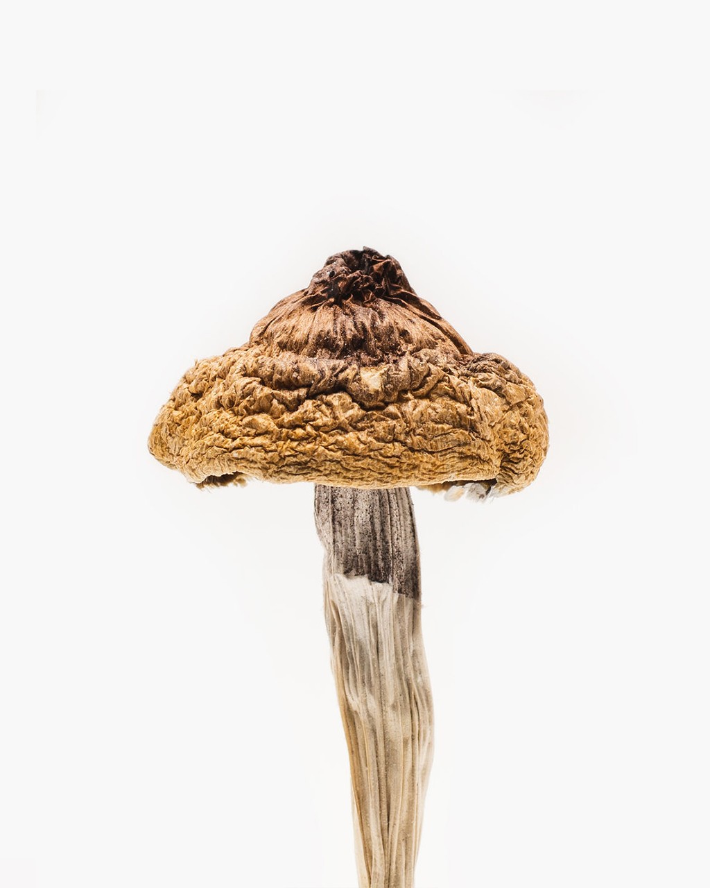 b-mushroom-2.jpg