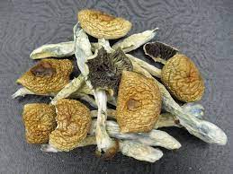 Brazilian Magic Mushroom